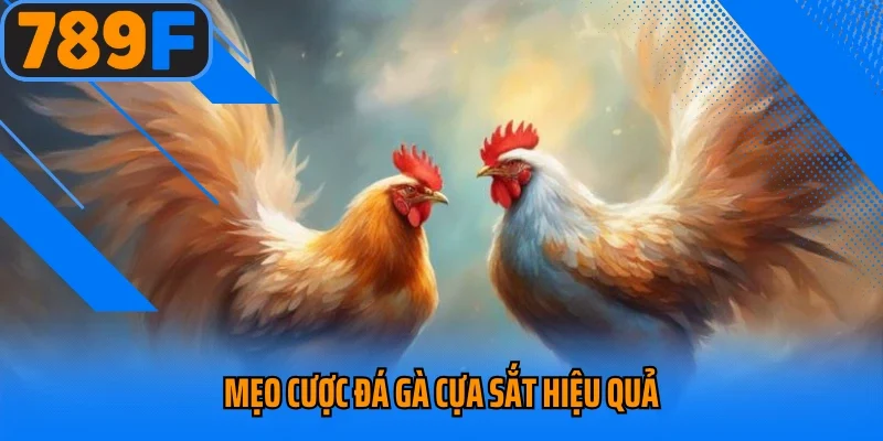 Mẹo cược đá gà cựa sắt hiệu quả 